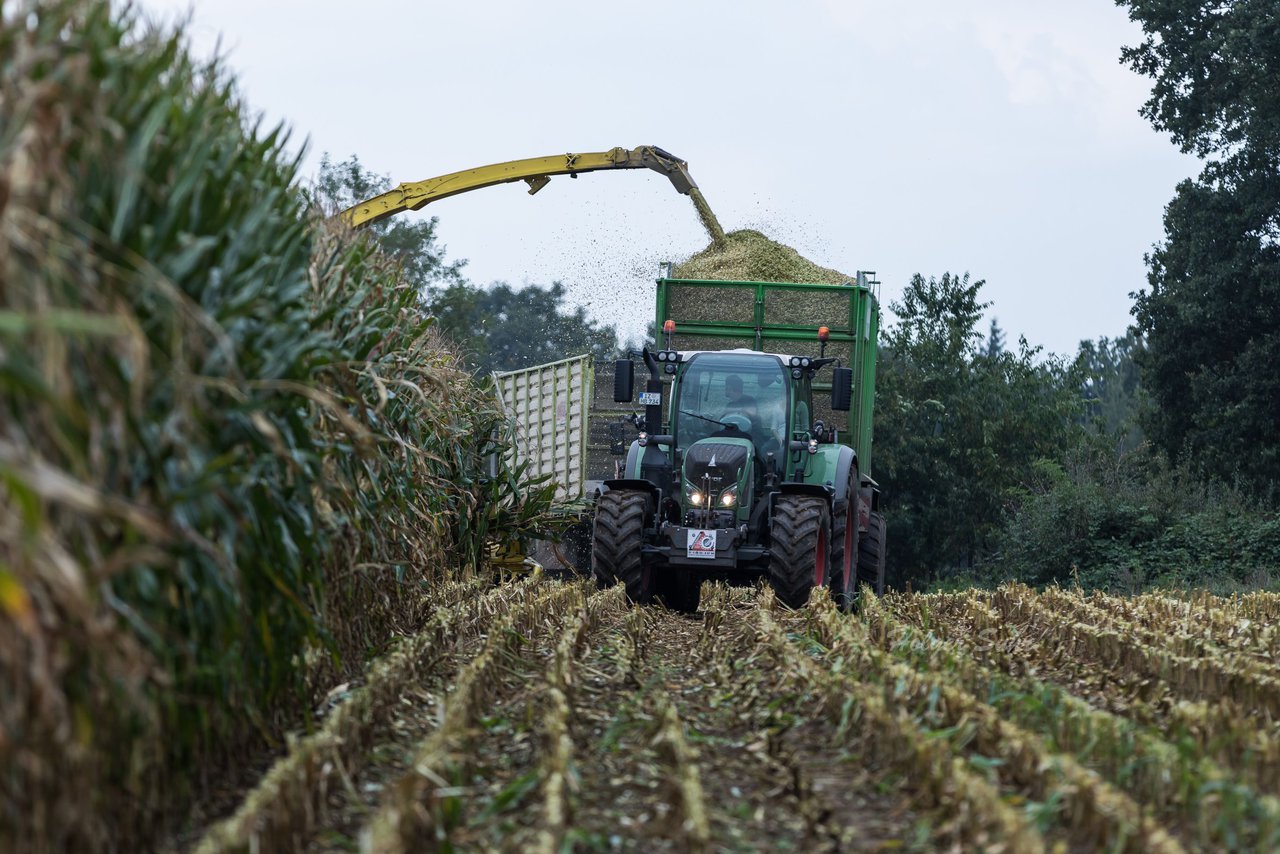 Bild 212 - Maisernte